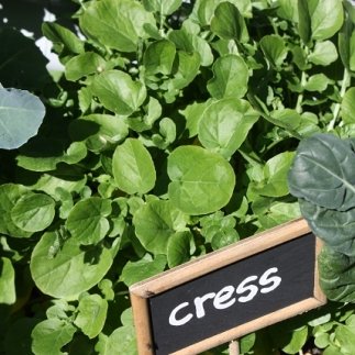 Upland Cress Seeds -Creasy Greens in The South - Mmmmmm.Good(50 - Seeds) : Patio, Lawn & Garden