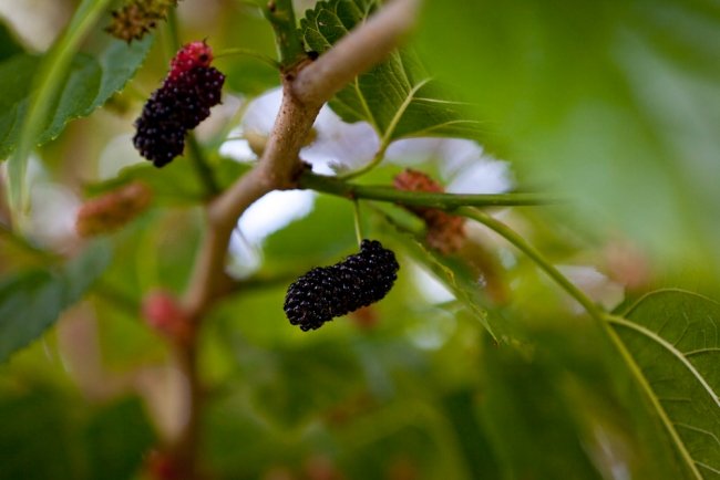 The Completely Edible Suburban Garden | House Nerd